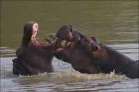 /album/aparjeb/penjari-hippopotame-jpg/